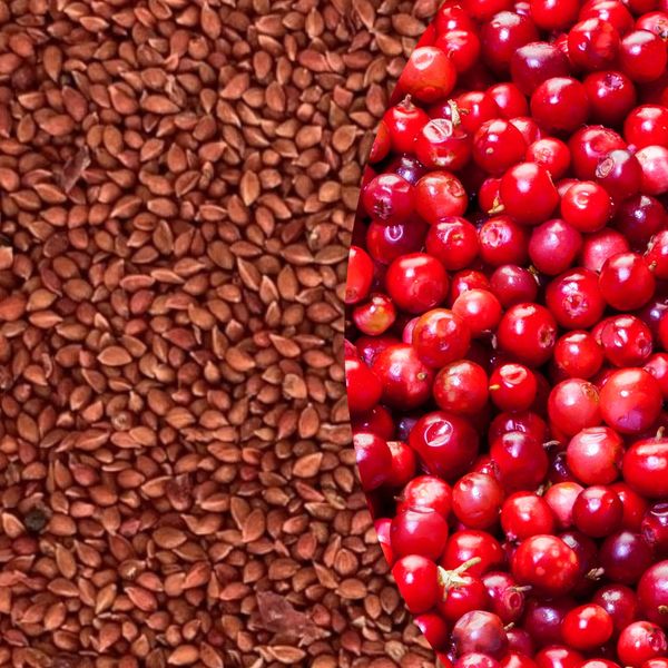 50 Cranberry Seeds – Edible, Non-GMO, Organic, Native US – Homegrown Fruit